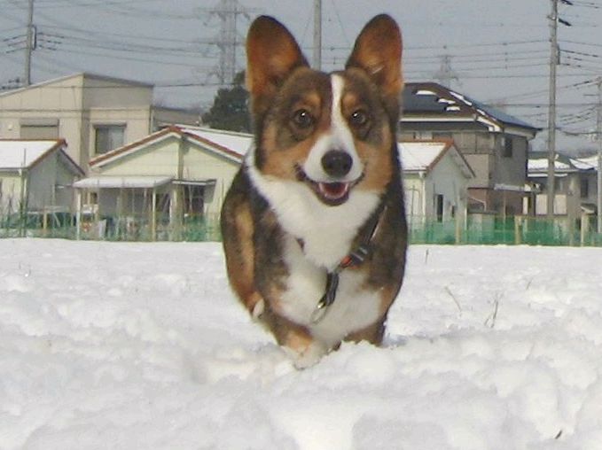 消えちゃう前に コーギーのレディは名前負け 消えちゃう前に コーギーのレディは名前負け