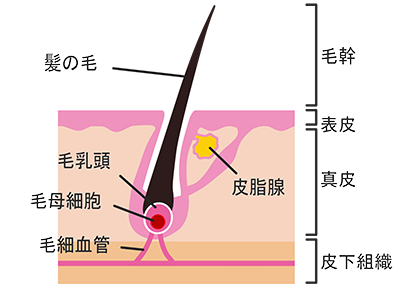 女性の薄毛に効くサプリの選び方は ケラナットの口コミは 女性の薄毛に効くサプリはあるの ケラナットの口コミは