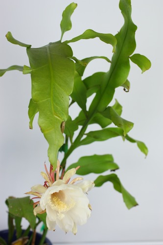 ニトリの遮光ロールスクリーンを背景布に