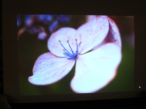 プロジェクタースクリーンに匹敵する映り