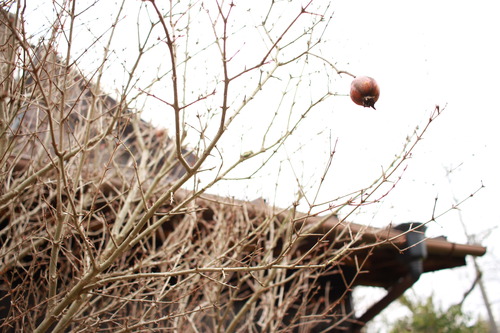 色収差が若干目立つ