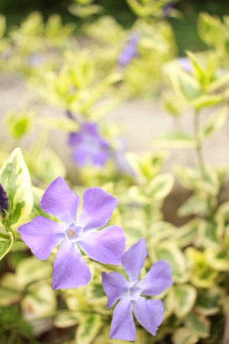 ボケ方がうるさい