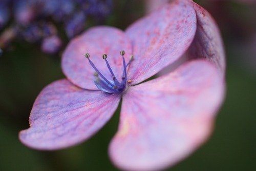 MACRO 50mmF2.8 EX DG 撮影サンプル03