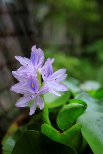 ホテイアオイの花 ギャラリー写真室ｌ