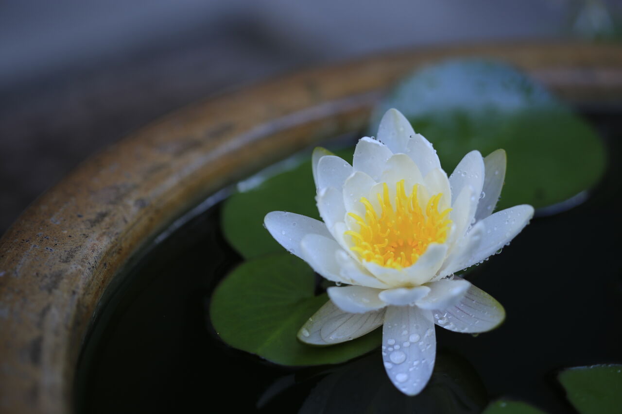 花 ギャラリー写真室ｌ