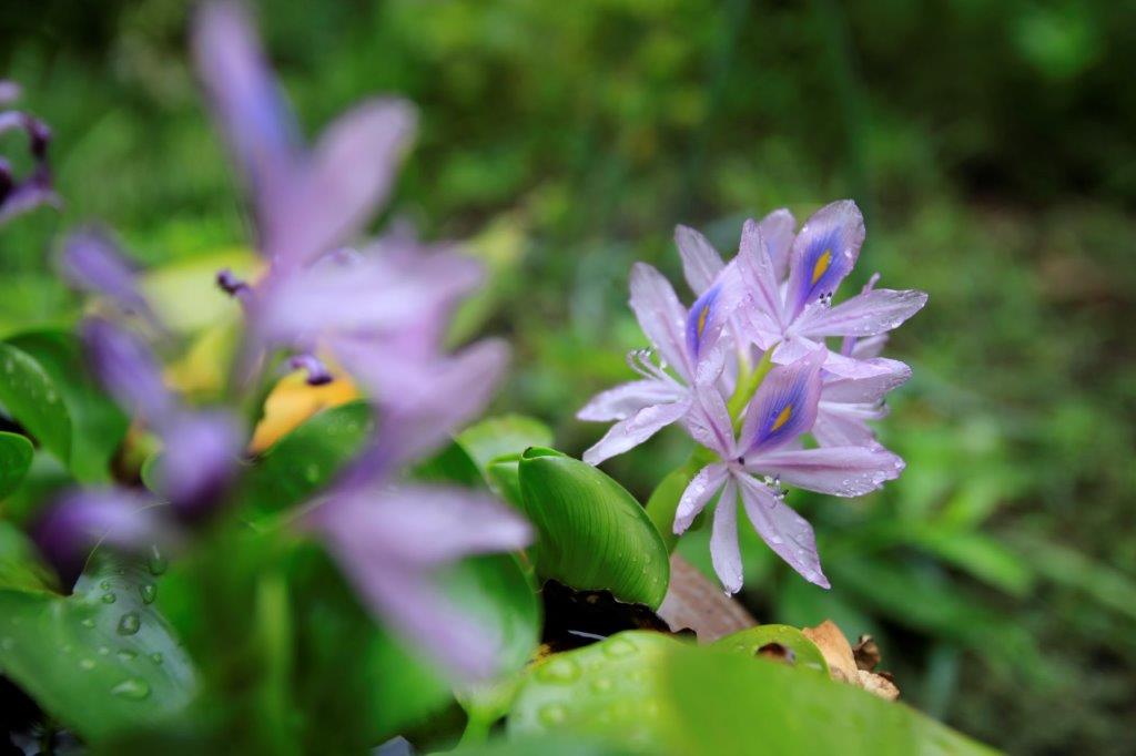 ホテイアオイの花 ギャラリー写真室ｌ
