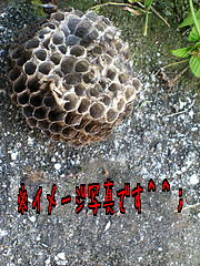 ˪¤ÎÁã