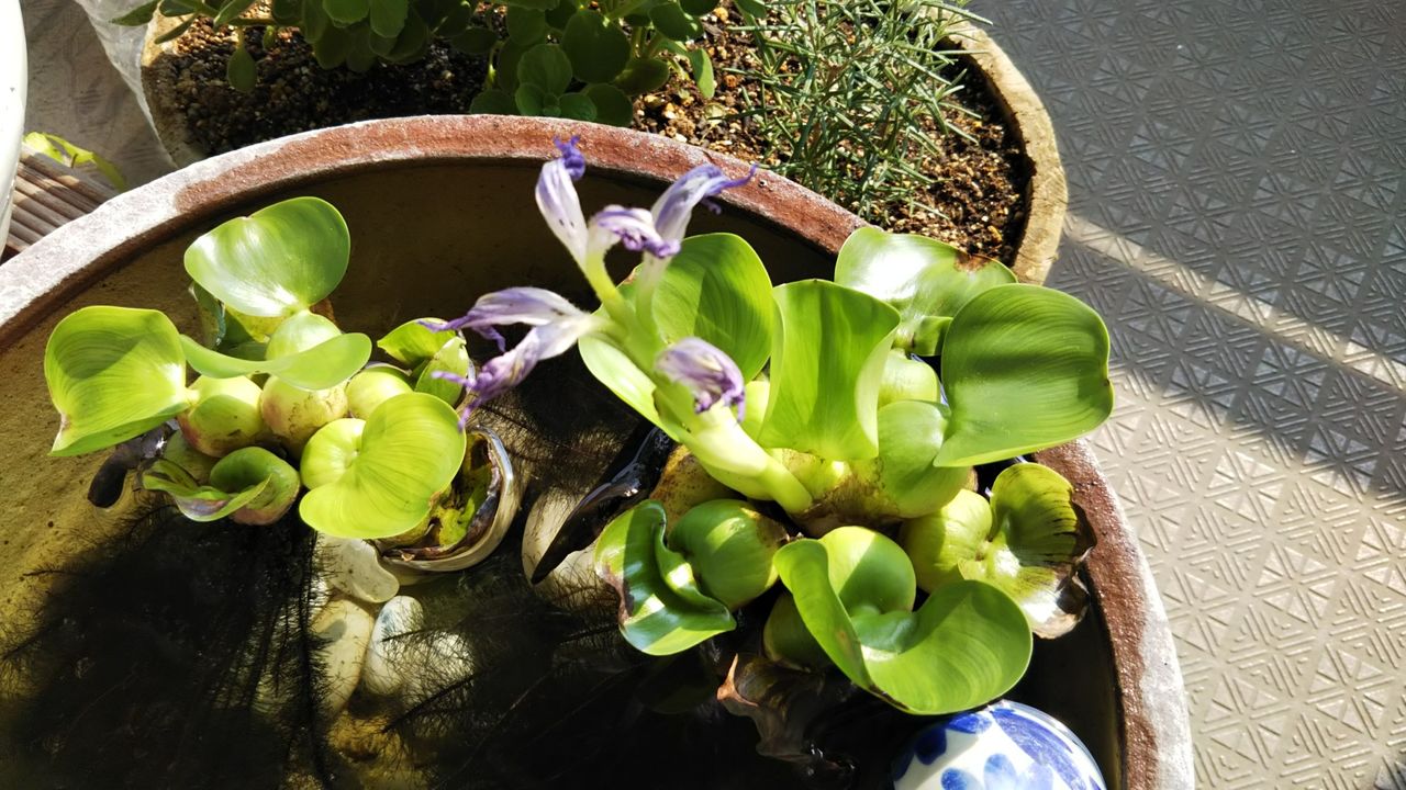 今日のホテイ草 アラ カン主婦の手仕事綴り