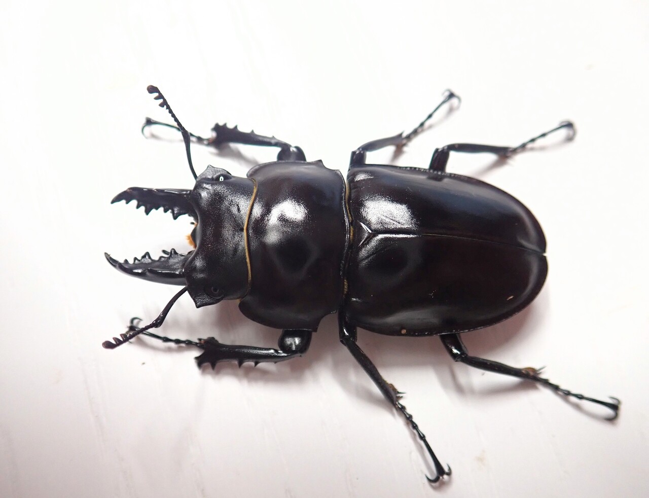 ヤエヤママルバネ大歯値下げ 大歯】ヤエヤママルバネクワガタ西表島