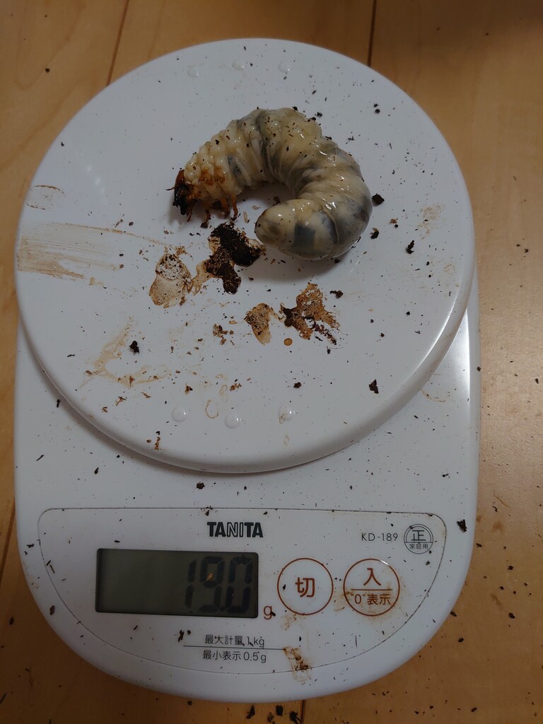 トクノシマノコギリ（WF1）飼育記 : NEOの虫採りはいじゃんぷ