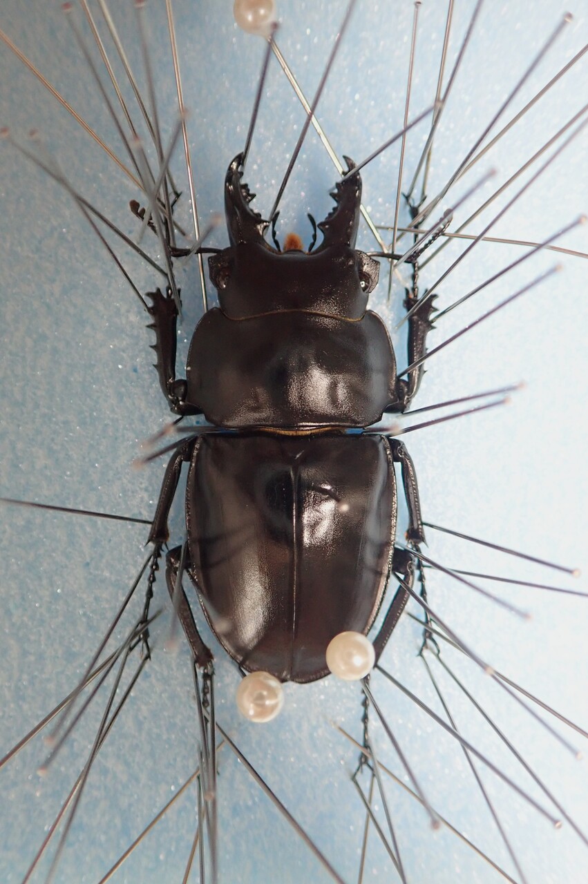 2019 西表島 ヤエヤママルバネ採集記（前編） : NEOの虫採りはいじゃんぷ