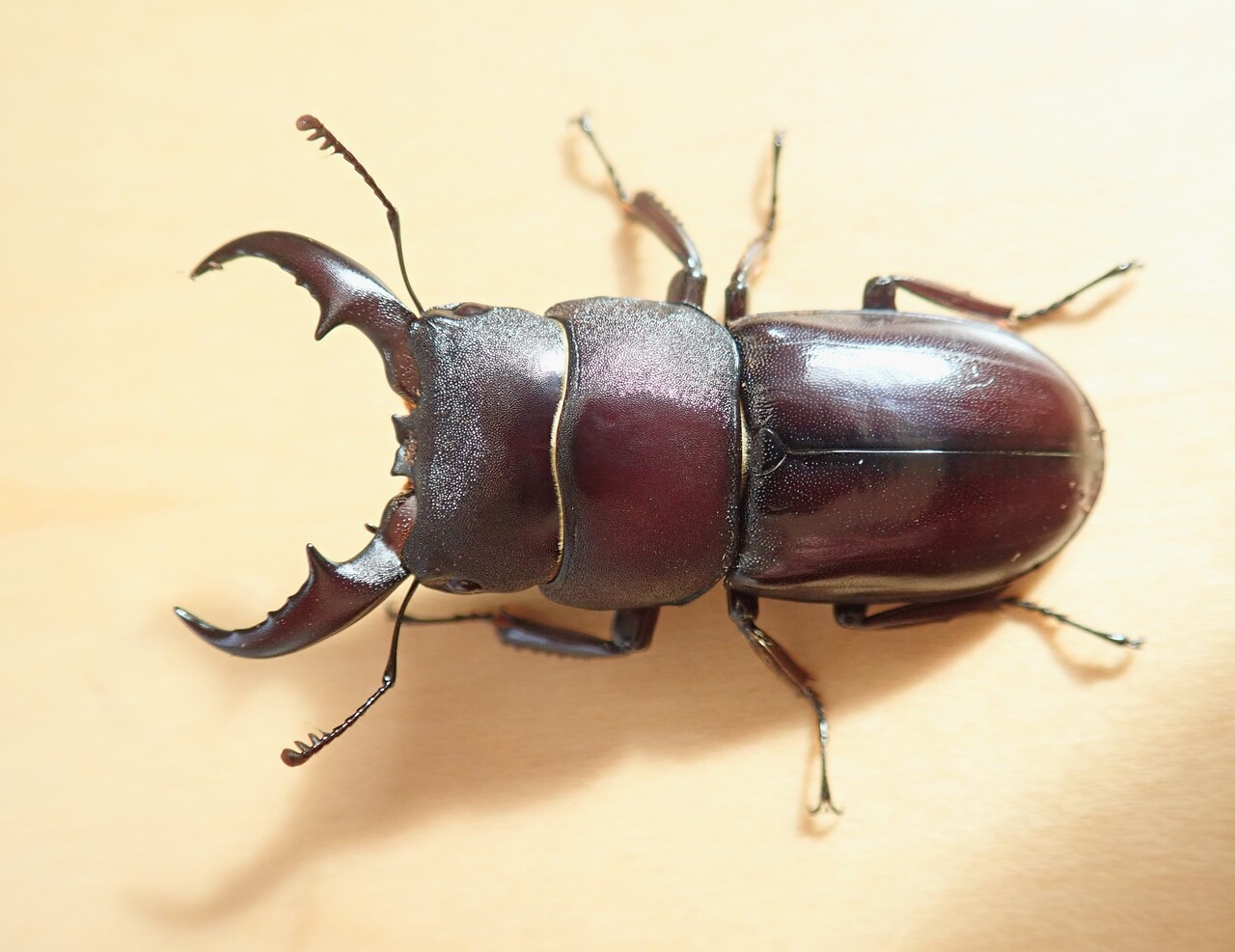 ダイトウヒラタ（WF0）飼育記 : NEOの虫採りはいじゃんぷ