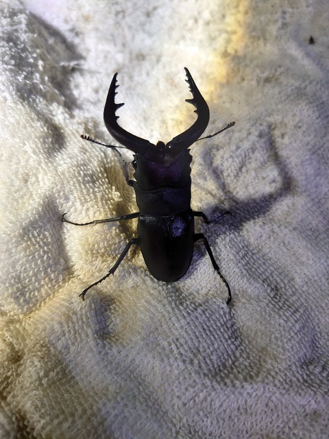 【CH】伊平屋島クワガタセット 伊平屋島クワガタセット 伊平屋島クワガタセット | 河川敷くわがた愛好