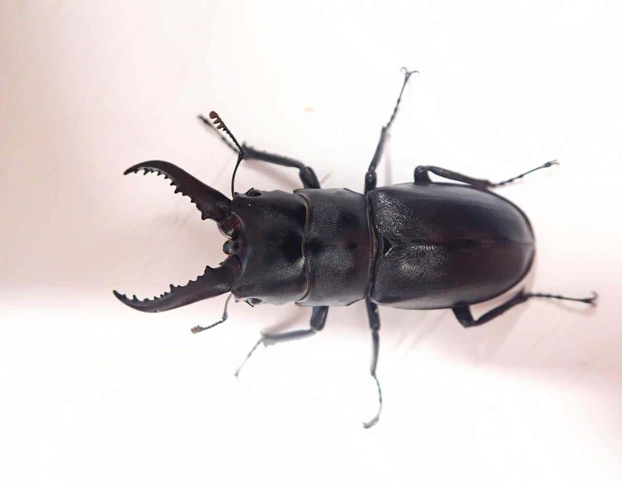 ハチジョウノコギリクワガタ 成虫 (八丈島 中之郷 WF1) 大歯♂57mm