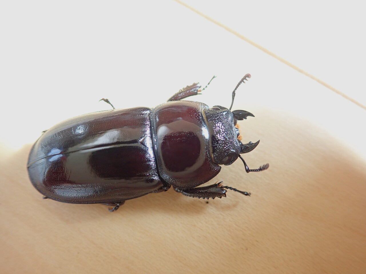 WF0 南大東島産 ダイトウヒラタクワガタ 4ペア 標本