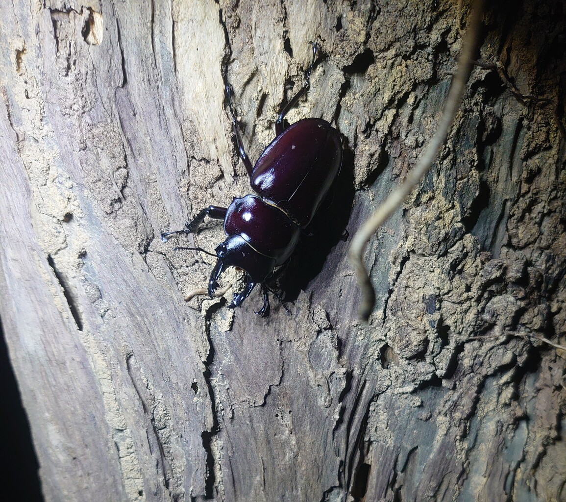 2021 西表島 ヤエヤママルバネ採集記（前半） : NEOの虫採りはいじゃんぷ