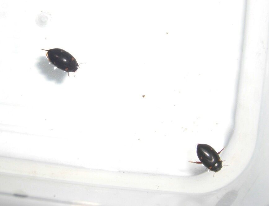 エゾゲンゴロウモドキ採集 ほか : NEOの虫採りはいじゃんぷ