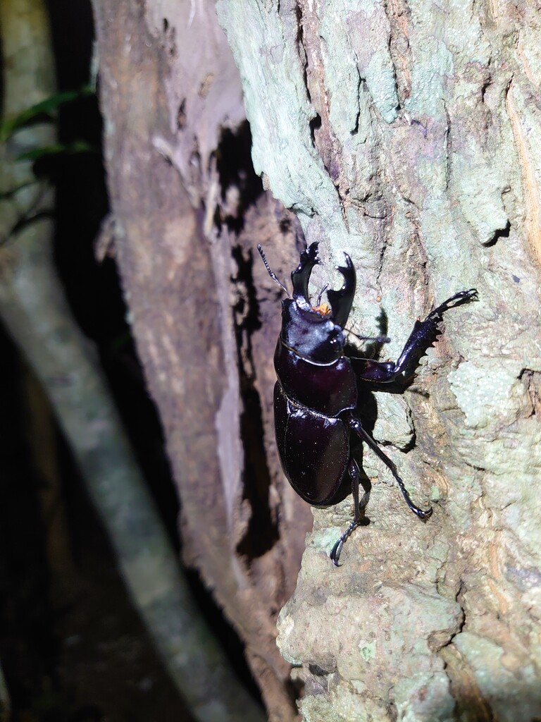 2021 西表島 ヤエヤママルバネ採集記（後半） : NEOの虫採りはいじゃんぷ