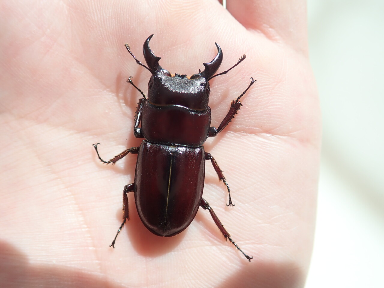 ダイトウヒラタクワガタ 標本 標本」ミニ ダイトウヒラタクワガタ オス単品｜Yahoo!フリマ（旧