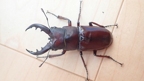 クメジマノコギリ飼育記 : NEOの虫採りはいじゃんぷ