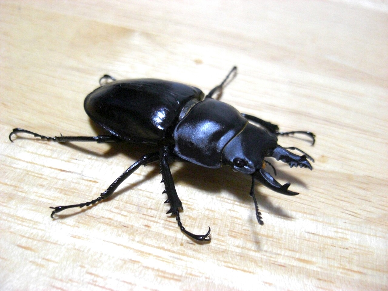 増種（トカラノコ、アママル） : NEOの虫採りはいじゃんぷ