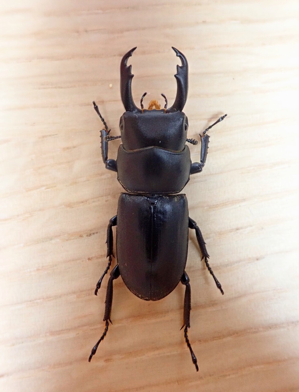 ★　採集禁止　レア種　神津島産　ミクラミヤマ新成虫１♂　おまけB♀１頭　★ ☆ 採集禁止 神津島産 ミクラミヤマ新成虫 大型ペア ☆