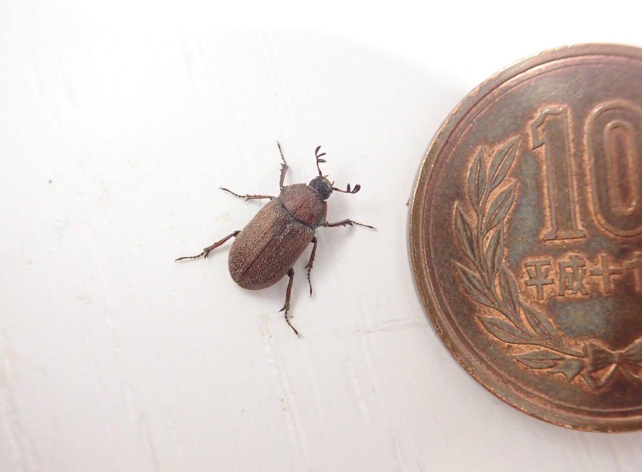 マグソクワガタ採集記 21 6 5 Neoの虫採りはいじゃんぷ マグソクワガタ採集記 21 6 5 Neoの虫採りはいじゃんぷ