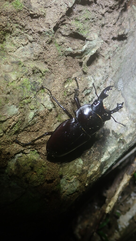 ヤエヤママルバネ 野外品 約60ミリ 西表島産 ヤエヤママルバネ 野外品 約60ミリ 西表島産