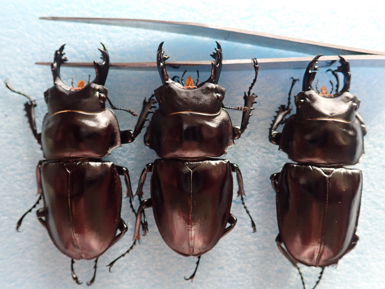 標本(飼育品)：ヤエヤマ マルバネ クワガタ ♂3頭