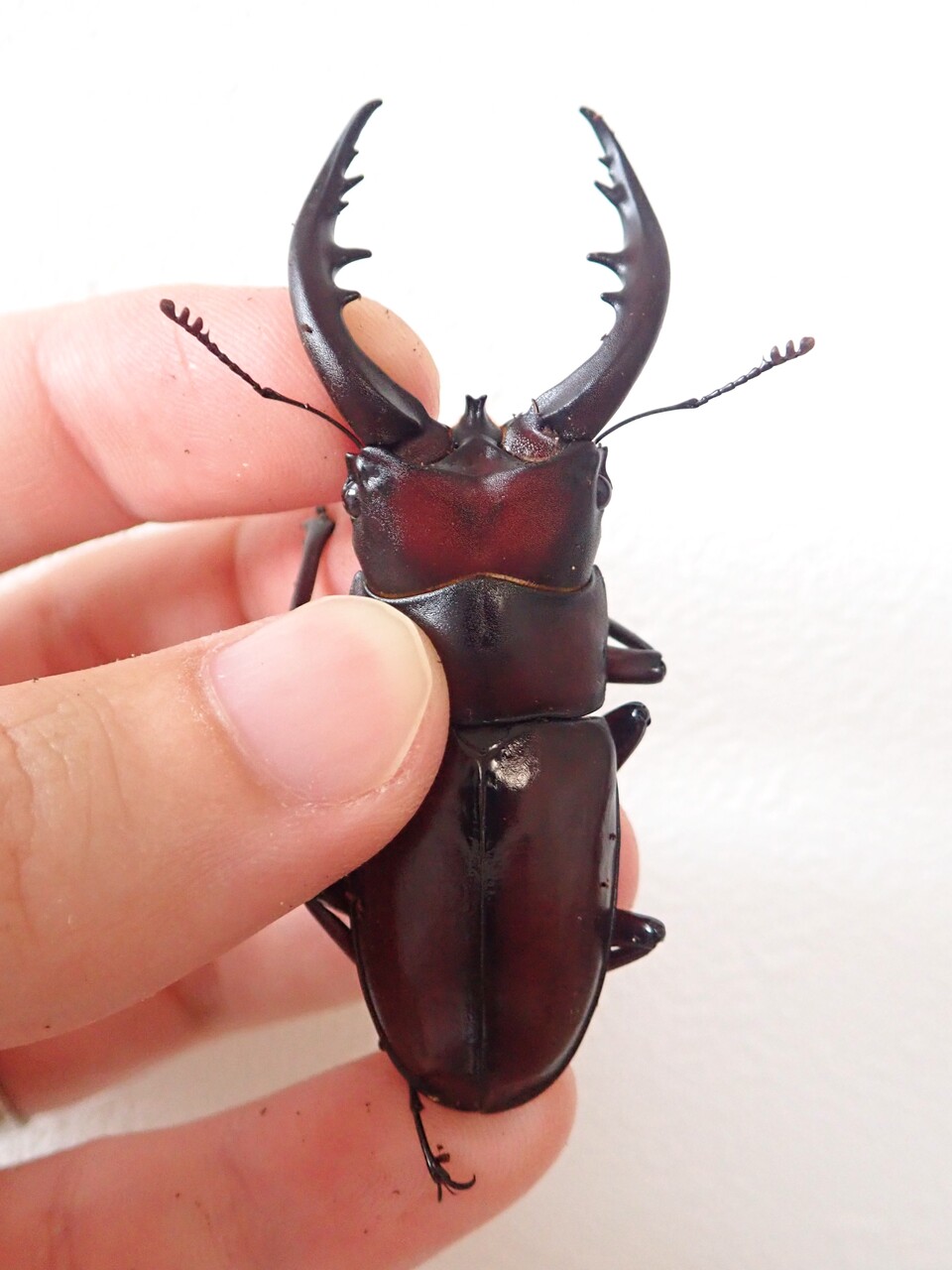 トクノシマノコギリ♂標本セット トクノシマノコギリ（WF1）飼育記 : NEOの虫採りはいじゃんぷ