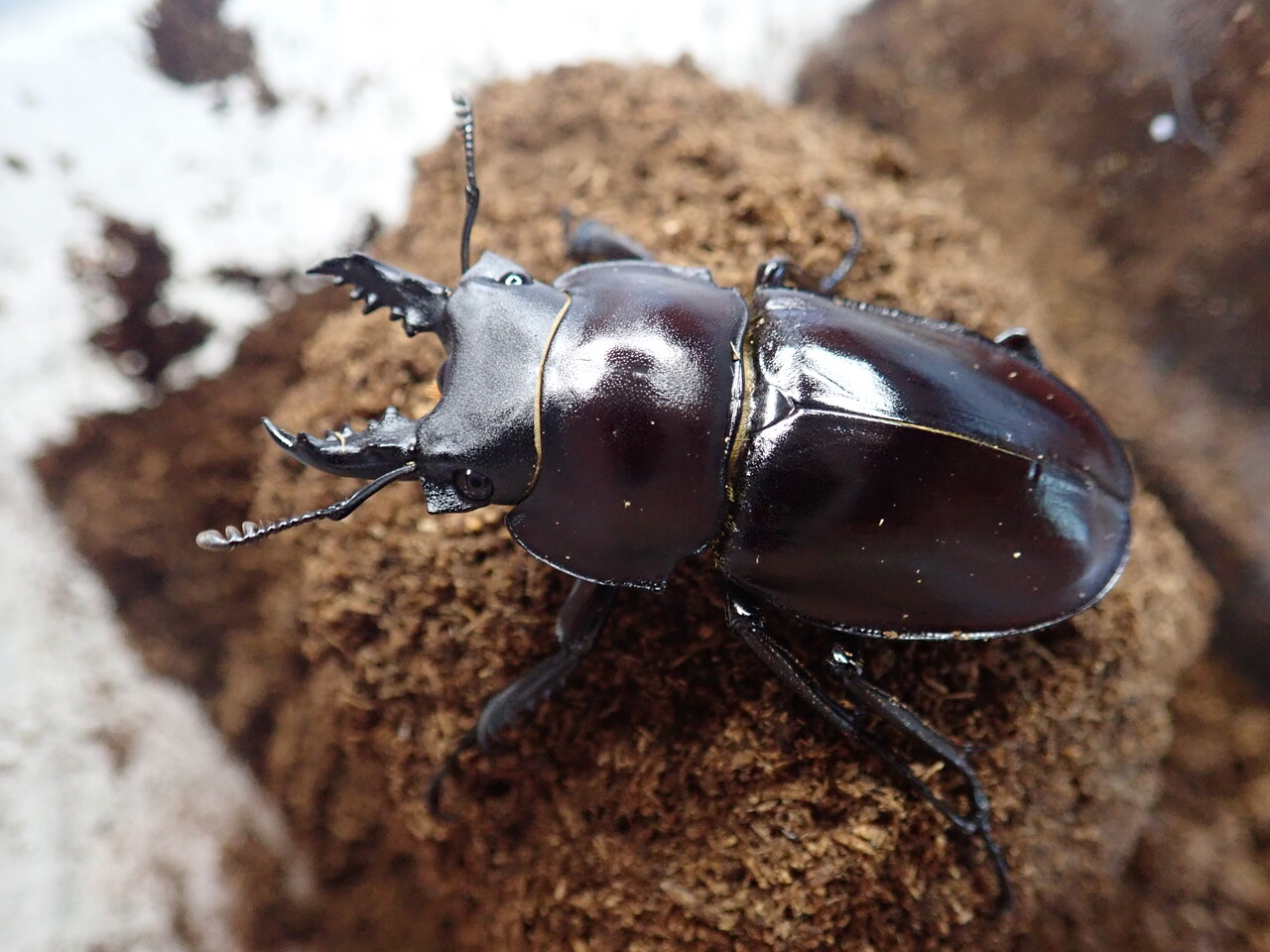 ヤエヤママルバネ 大歯2♂ WF1 ヤエヤママルバネ WF1 61mmup 標本 昆虫