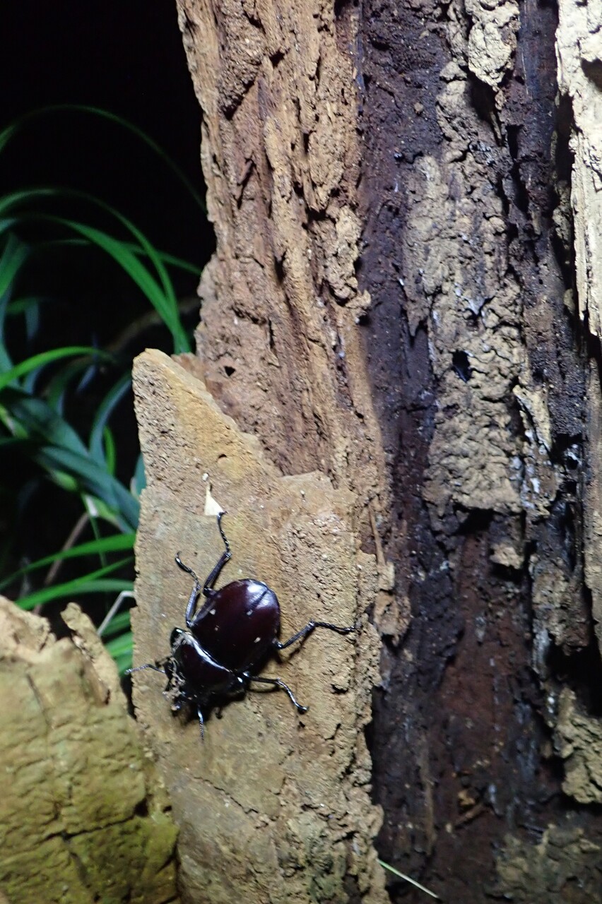 2024西表島ヤエマル採集記 : NEOの虫採りはいじゃんぷ