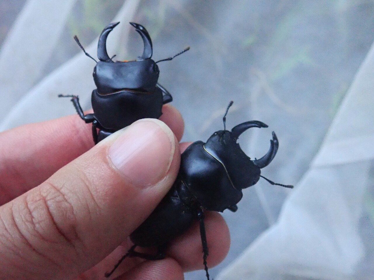標本　タイワンオオクワガタ　雌雄モザイク　ブリード品 標本 タイワンオオクワガタ 雌雄モザイク ブリード品 昆虫標本