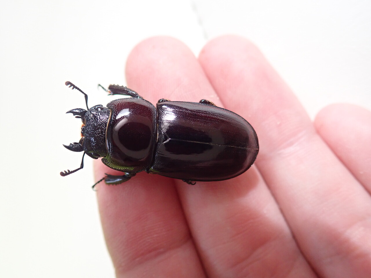 ダイトウヒラタ（WF0）飼育記 : NEOの虫採りはいじゃんぷ