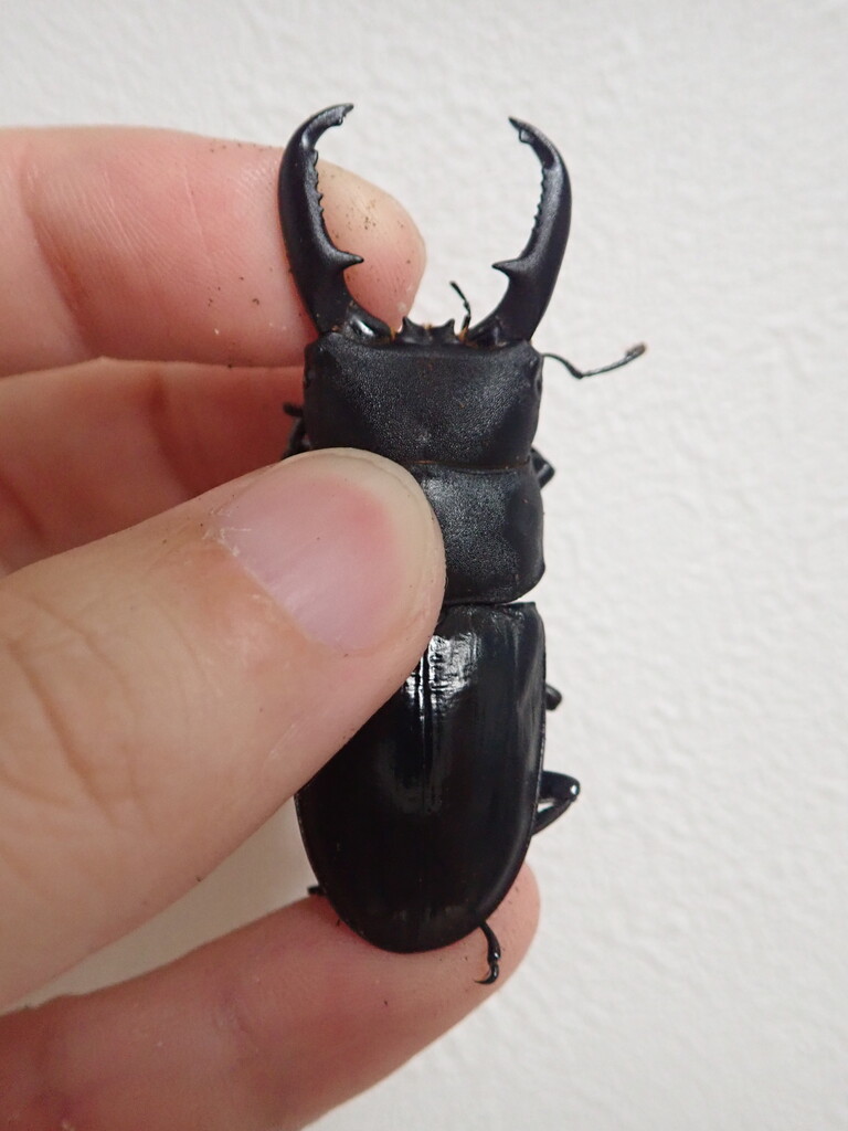 ハチジョウヒラタ（WF3）飼育記 : NEOの虫採りはいじゃんぷ