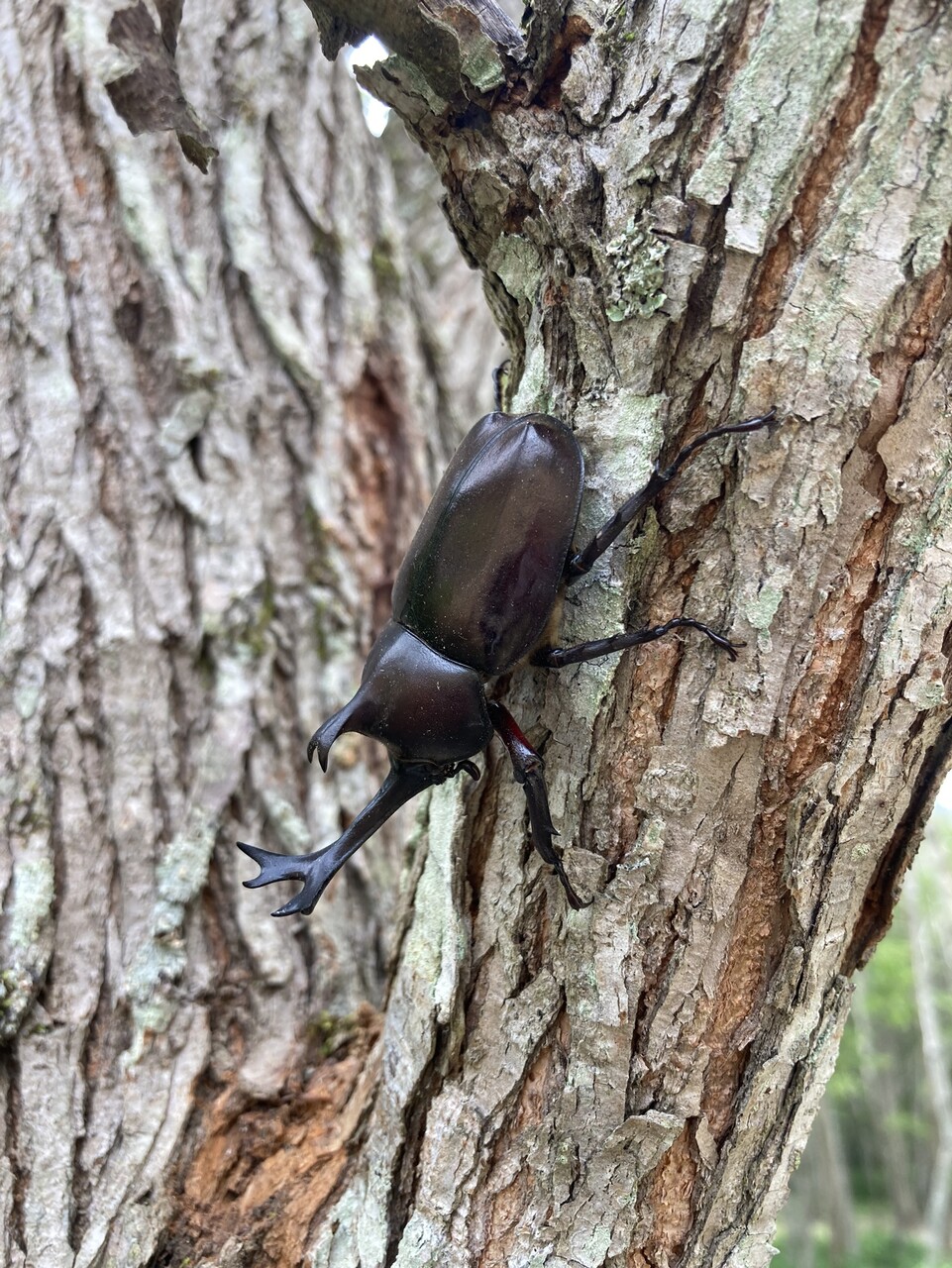 ミヤマクワガタ採集（2021.7/23） : NEOの虫採りはいじゃんぷ