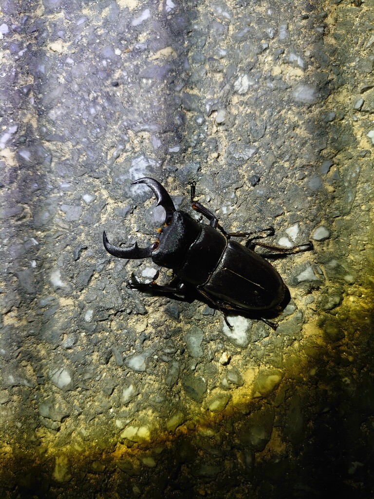 沖永良部 沖縄遠征 沖永良部編 Neoの虫採りはいじゃんぷ 沖永良部 沖縄遠征 沖永良部編 Neoの虫採りはいじゃんぷ