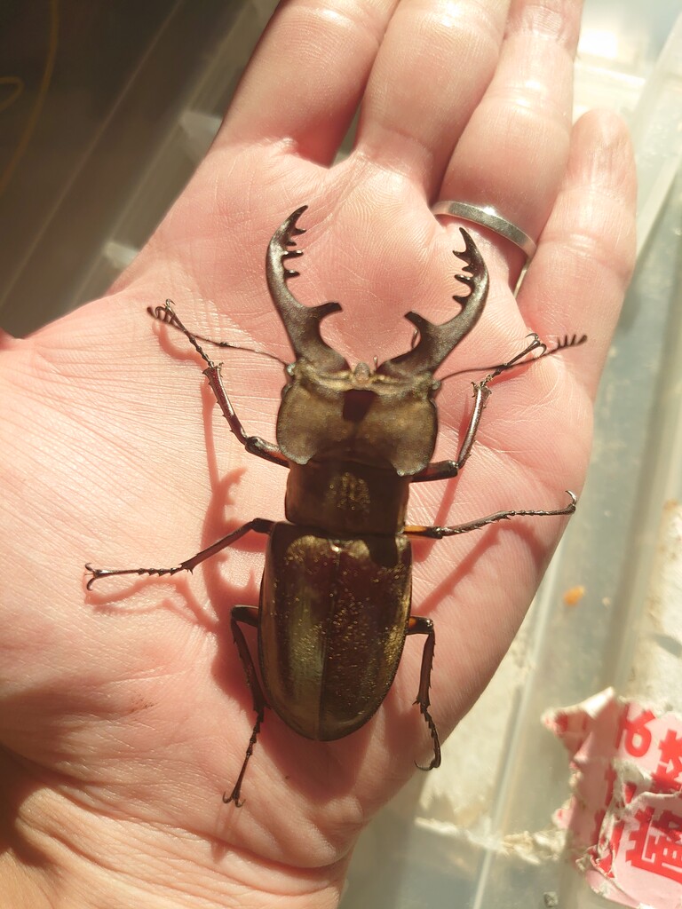 ミクラミヤマクワガタ【規制前採集個体】 採集禁止!!】超貴重なミヤマクワガタ！？【ミクラミヤマクワガタ