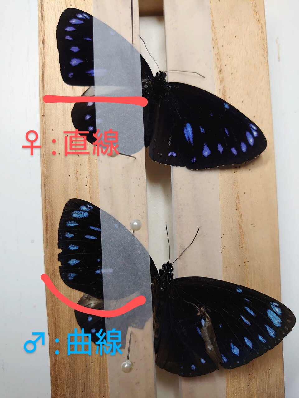 2022 西表島 ヤエマル採集記 : NEOの虫採りはいじゃんぷ