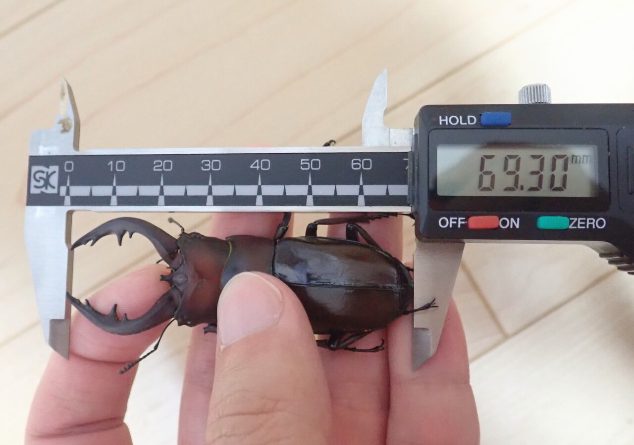 トクノシマノコギリ♂標本セット トクノシマノコギリ♂標本セット