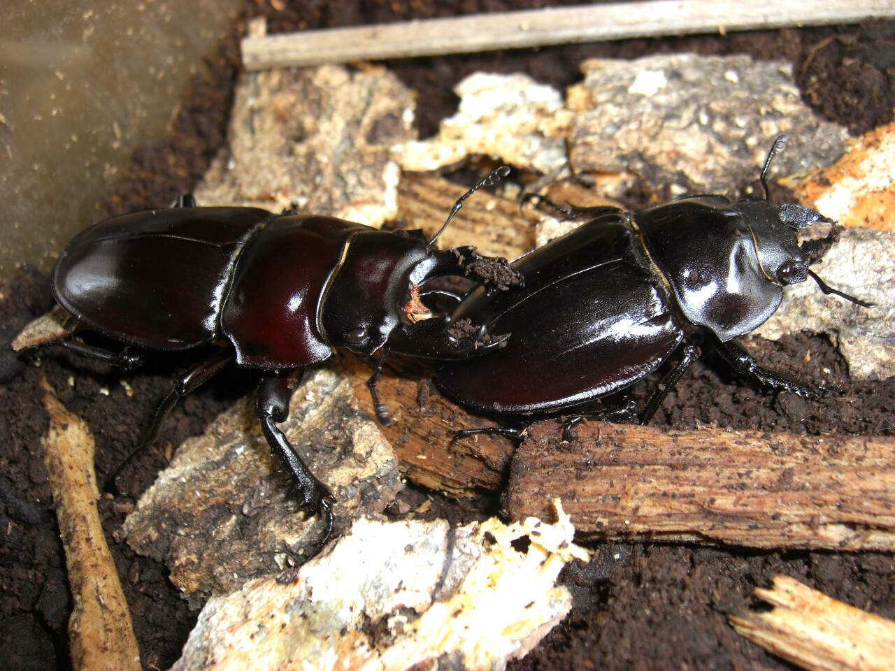 徳アマミマルバネ | ヤマダウェブコム