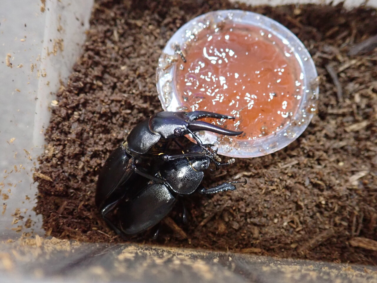八丈島の虫たち（活動開始ほか） : NEOの虫採りはいじゃんぷ