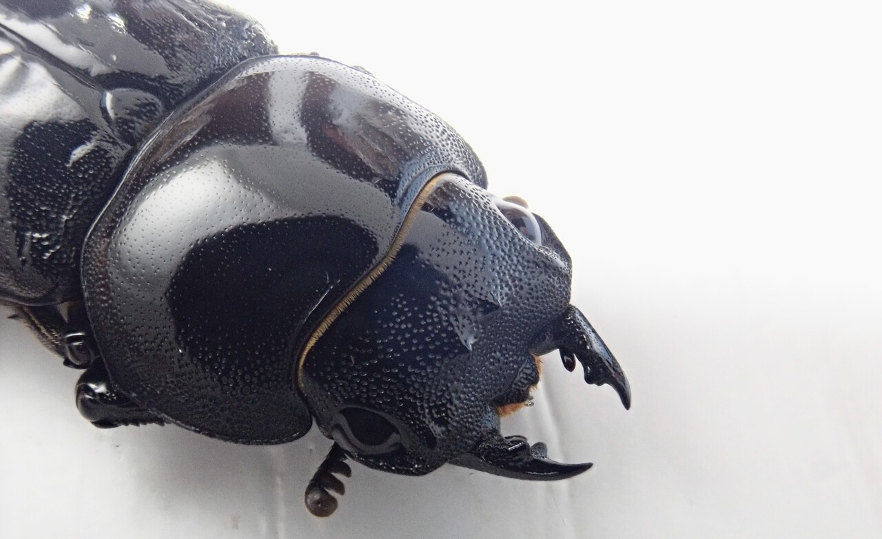 リュウキュウコクワガタ（WF1）飼育記 : NEOの虫採りはいじゃんぷ
