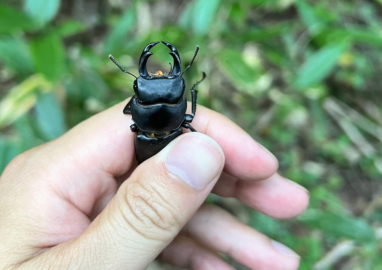 ヒメオオクワガタ採集（2024.9/8） : NEOの虫採りはいじゃんぷ