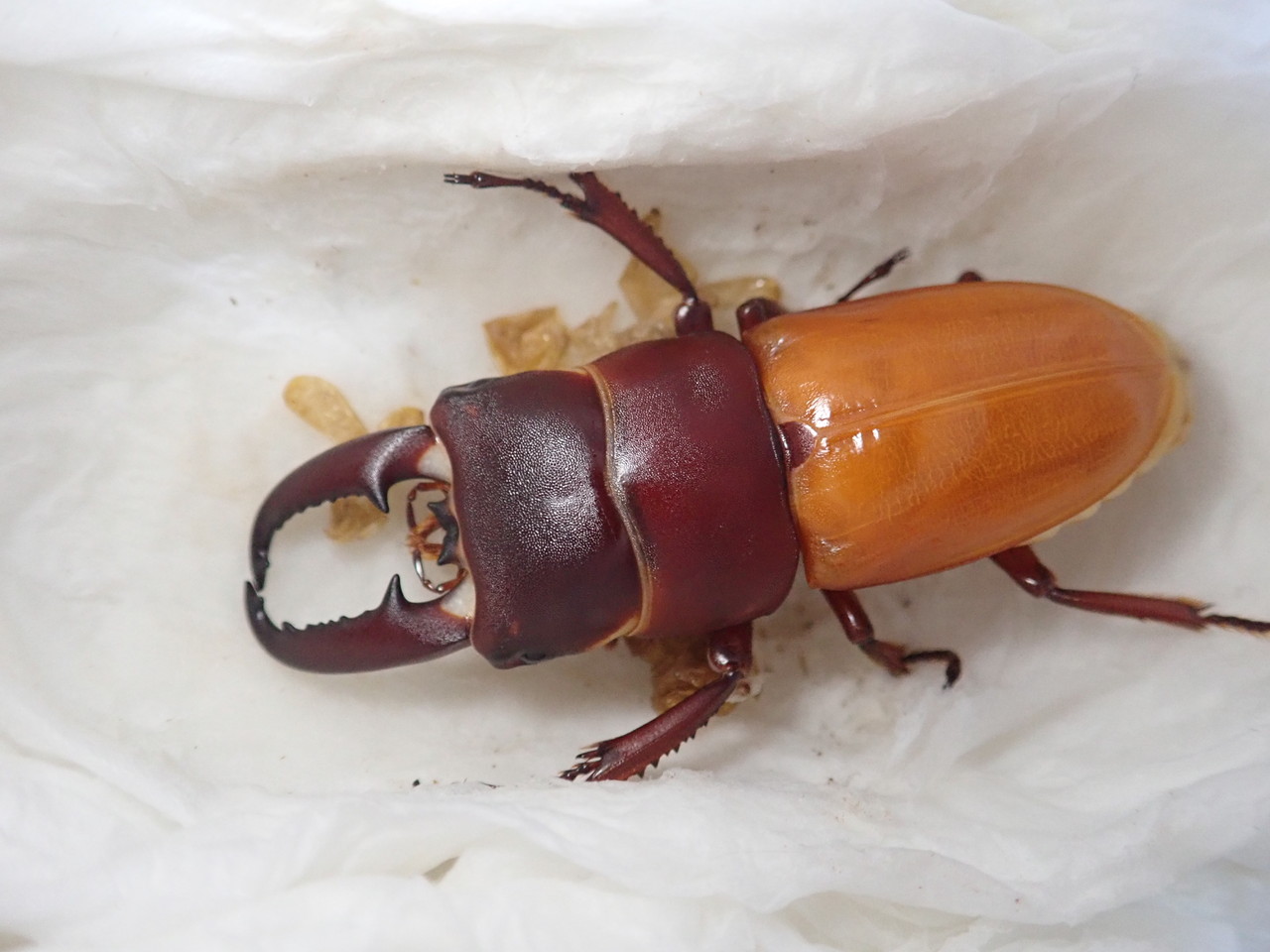 八丈島のクワガタ羽化報告 : NEOの虫採りはいじゃんぷ