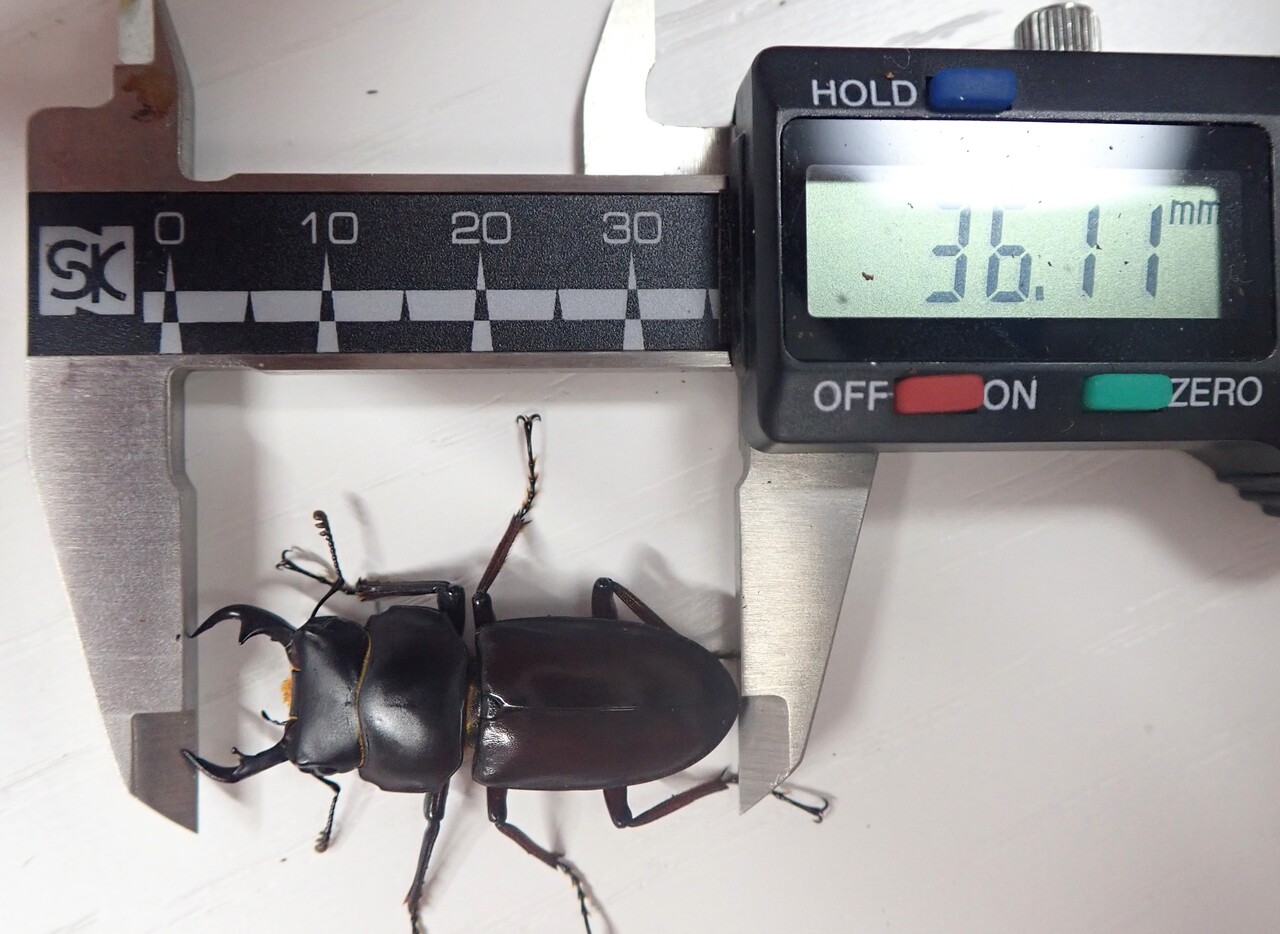 リュウキュウコクワガタ（WF1）飼育記 : NEOの虫採りはいじゃんぷ