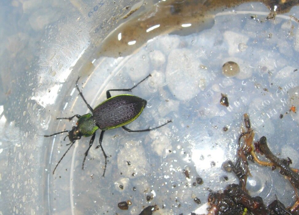 2016 クビナガ＆アラメほか : NEOの虫採りはいじゃんぷ