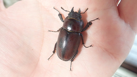 水納島産オキナワノコギリ9♂2♀ 61c4f558-s.jpg