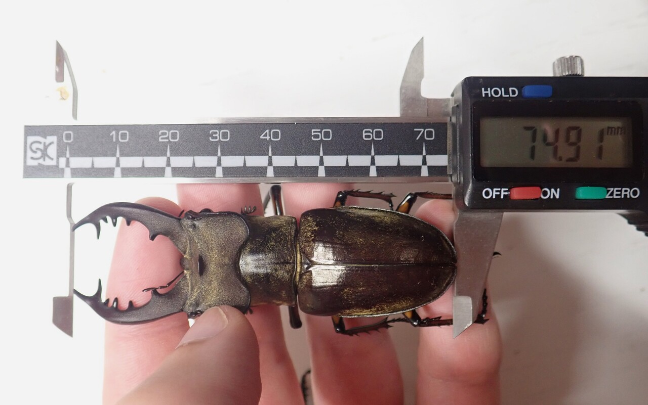 2024北海道クワガタ採集総括 : NEOの虫採りはいじゃんぷ