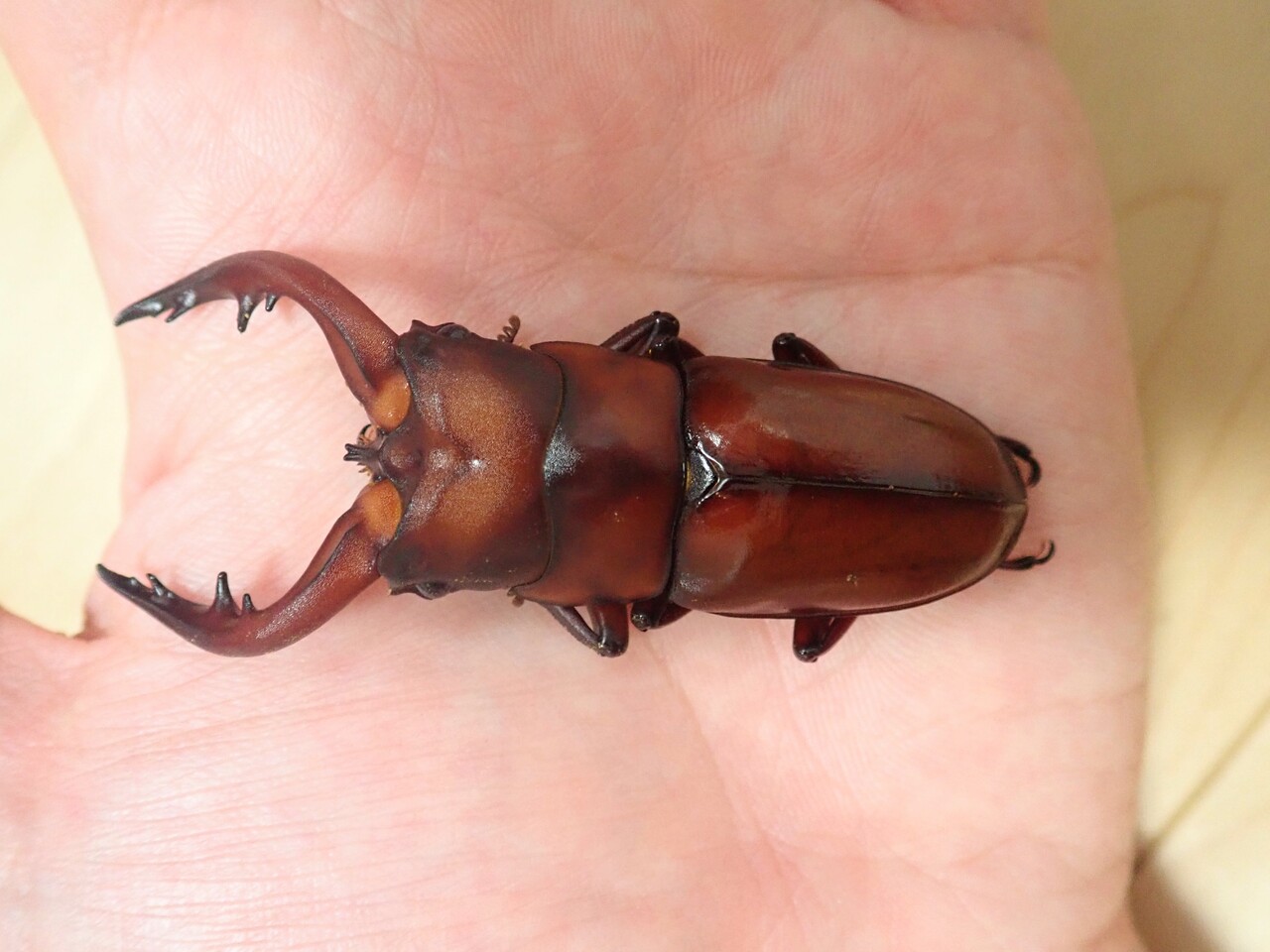 トクノシマノコギリ（WF1）飼育記 : NEOの虫採りはいじゃんぷ